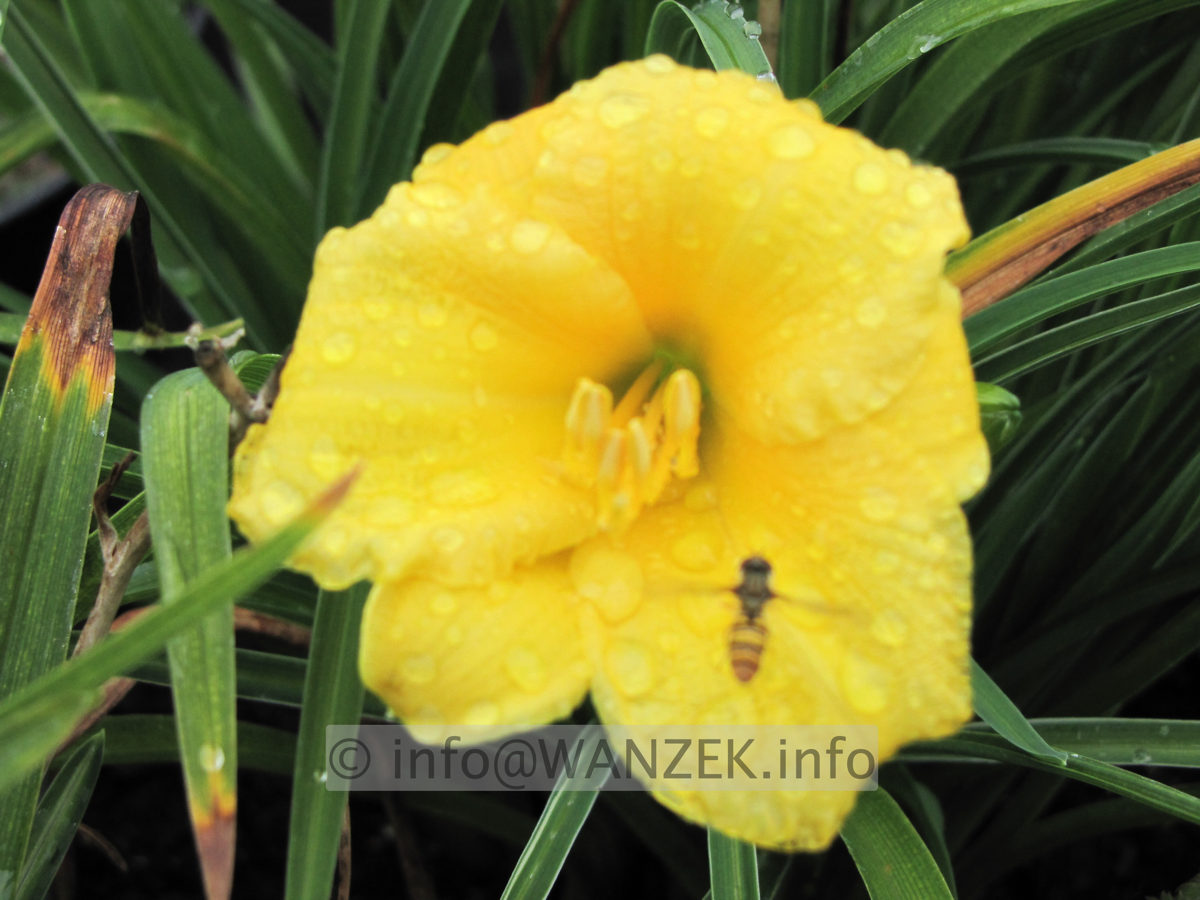 Hemerocallis Ministella - Bluete unscharf.JPG